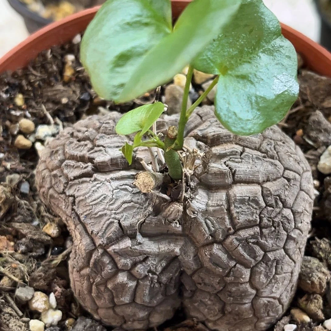 潮流植物 异形龟甲龙 8.2公分