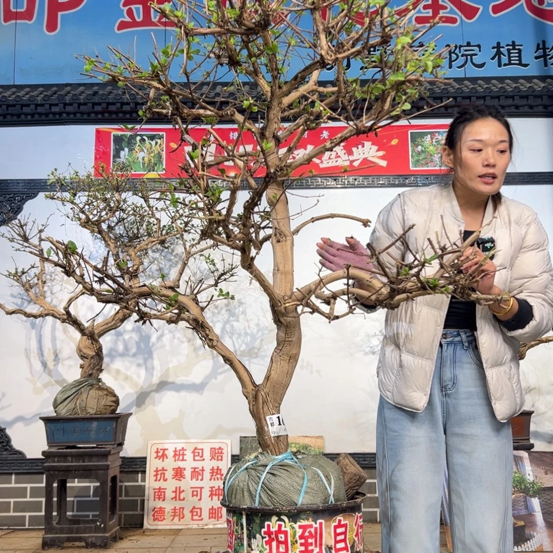 无花朵金银花888888888888