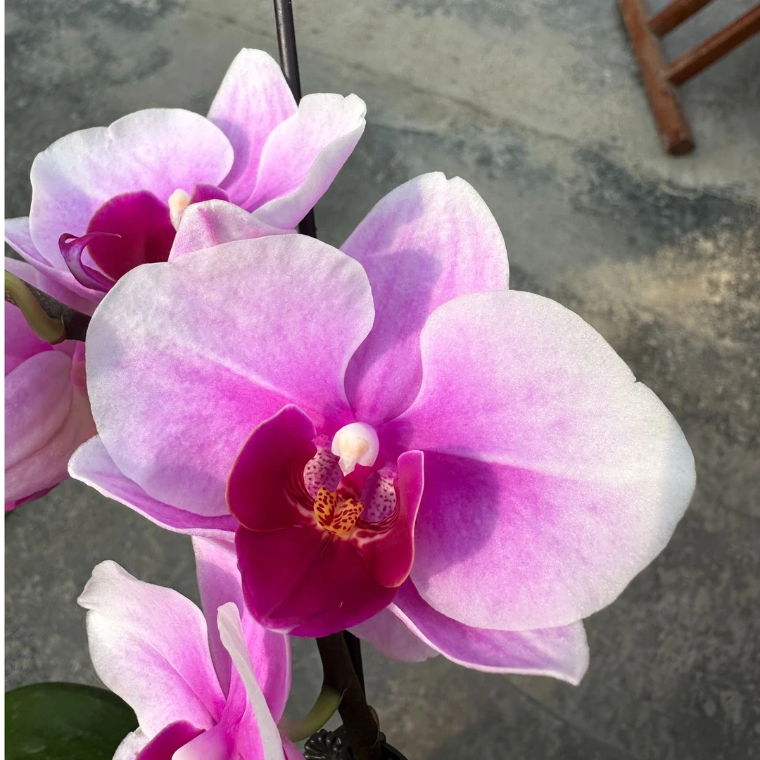 【宝贝2.8寸】蝴蝶兰鲜花盆栽
