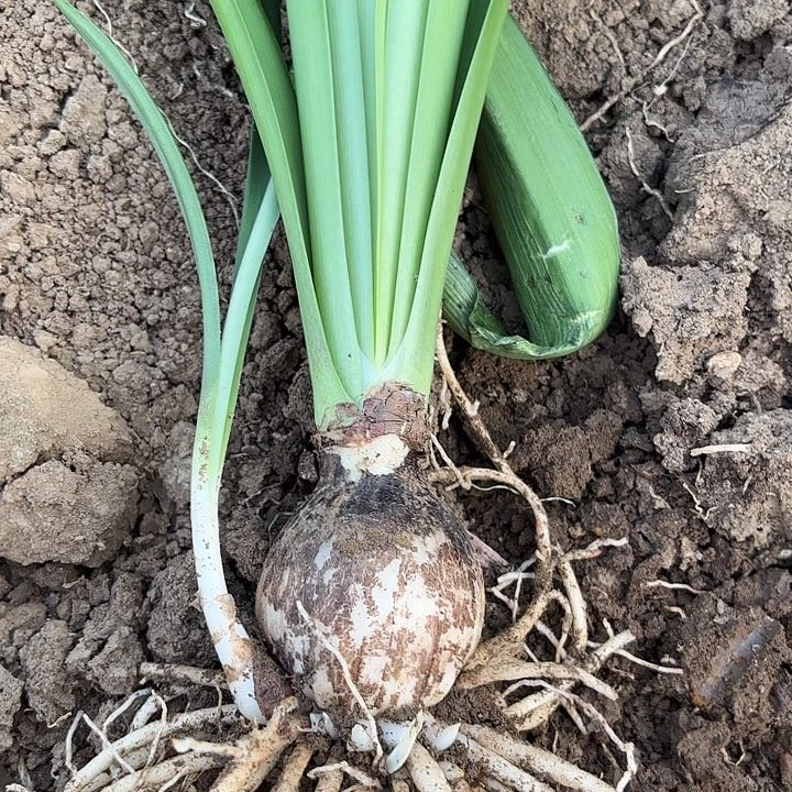 无花朵鑫*?蔓越莓6有标包对版8512