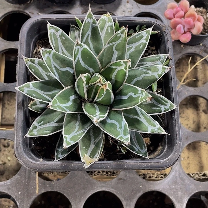 龙舌兰带盆土发货