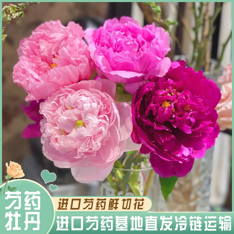 【混搭】牡丹鲜花 年宵花 芍药鲜切花 山东基地直发