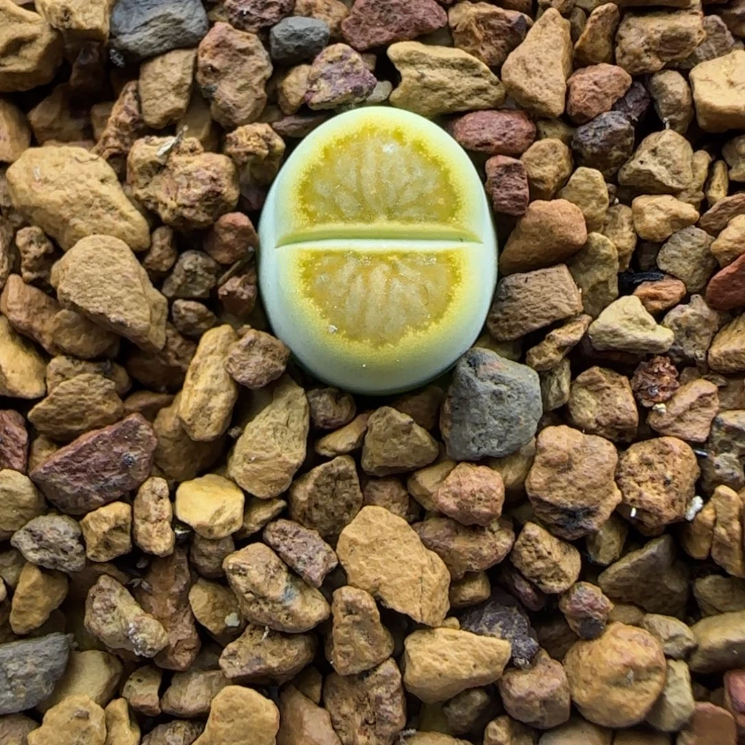 942 生石花大棚直播