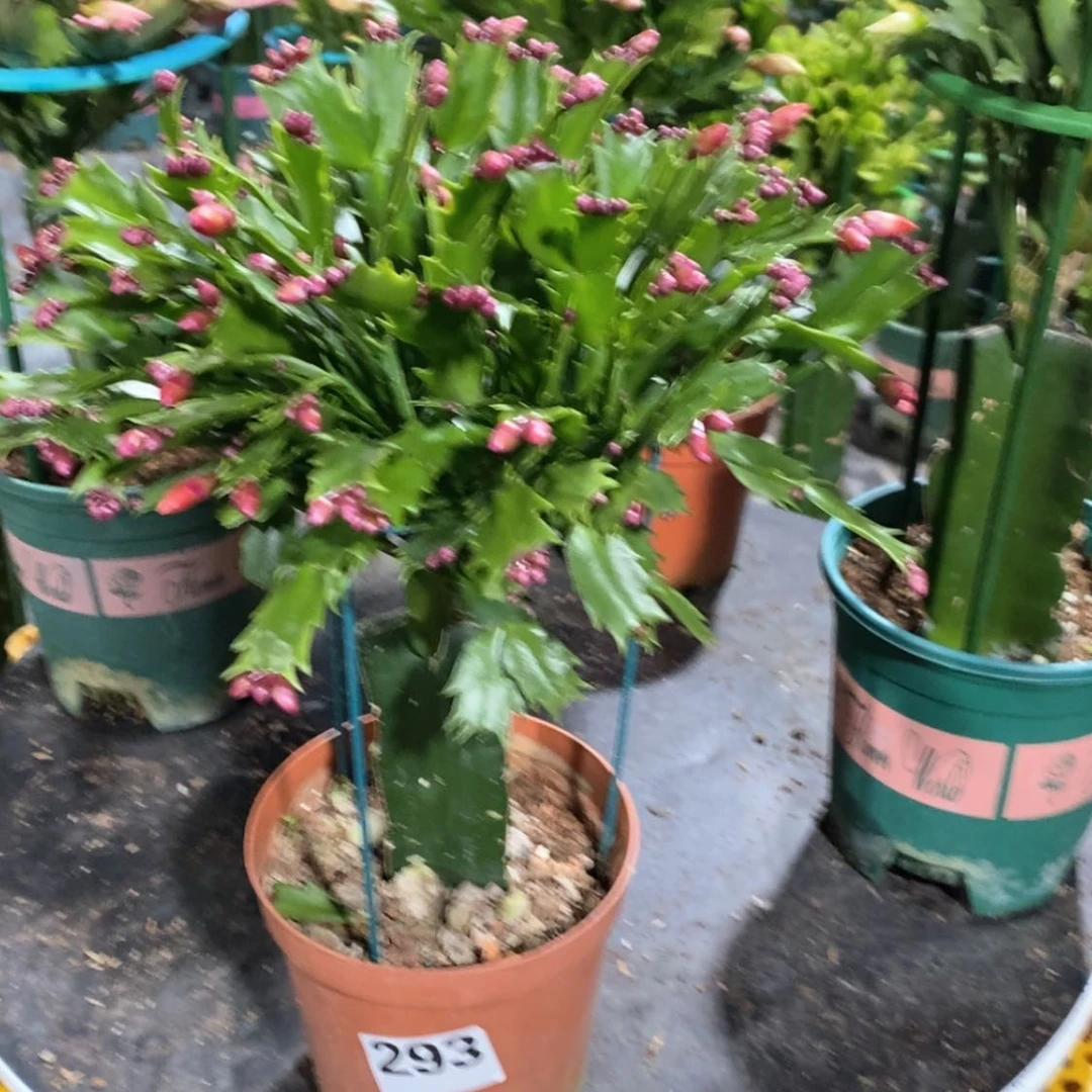 【闪购商品】当前无花朵，栽培后可花朵原**你293加勒比