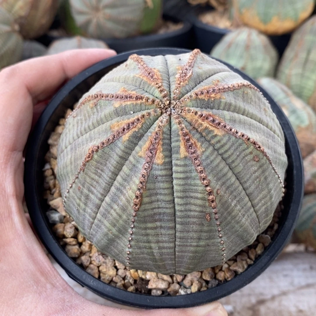 25 欧系实生布纹球多肉植物