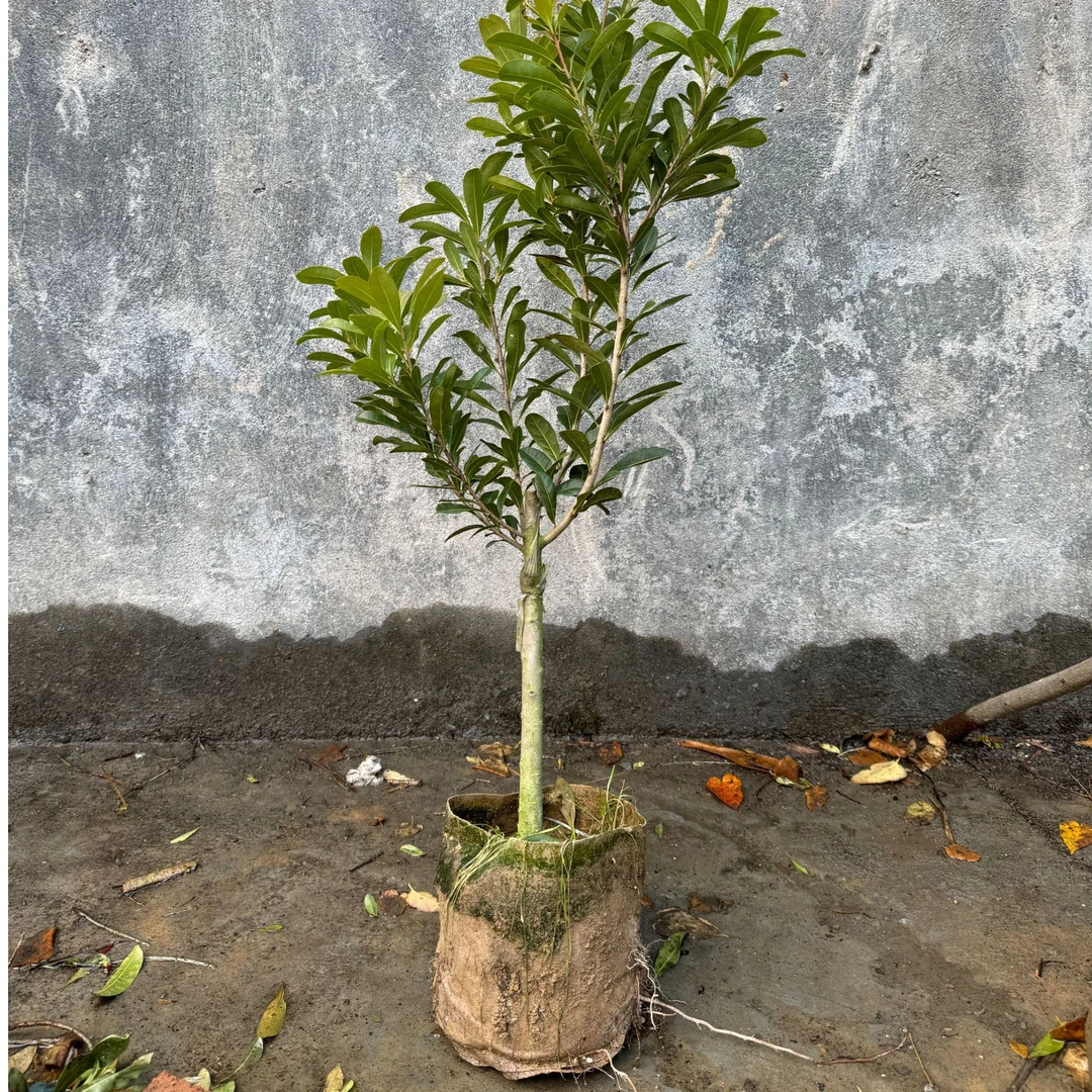 东魁 台梅 黑炭杨梅树苗/嫁接小杯苗南方北方阳台庭园盆栽地栽