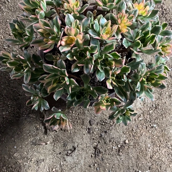 一***崽多肉植物甜茶锦……