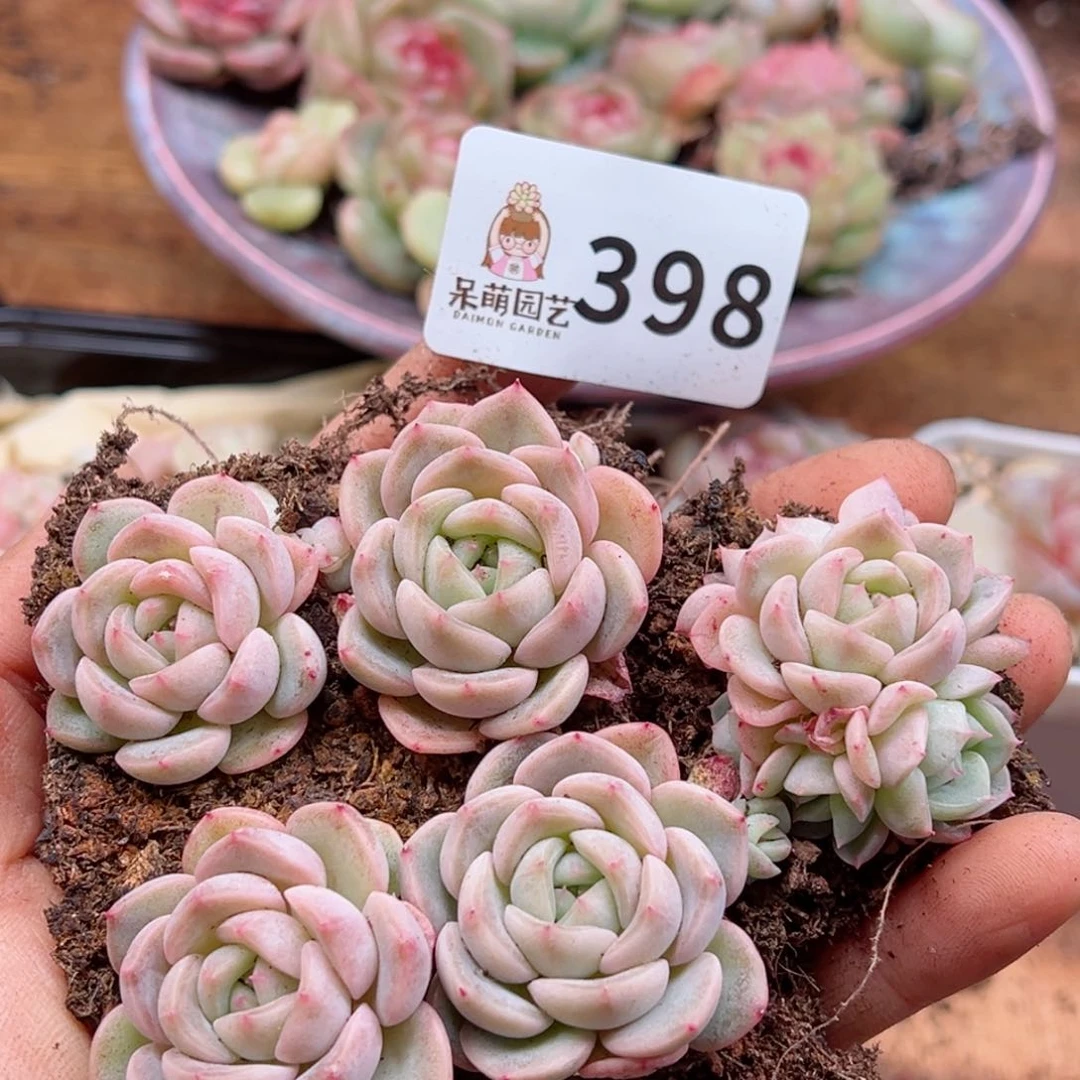 多肉植物多肉植物