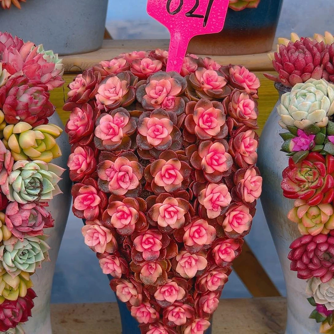 021巧克力玫瑰朵朵多肉