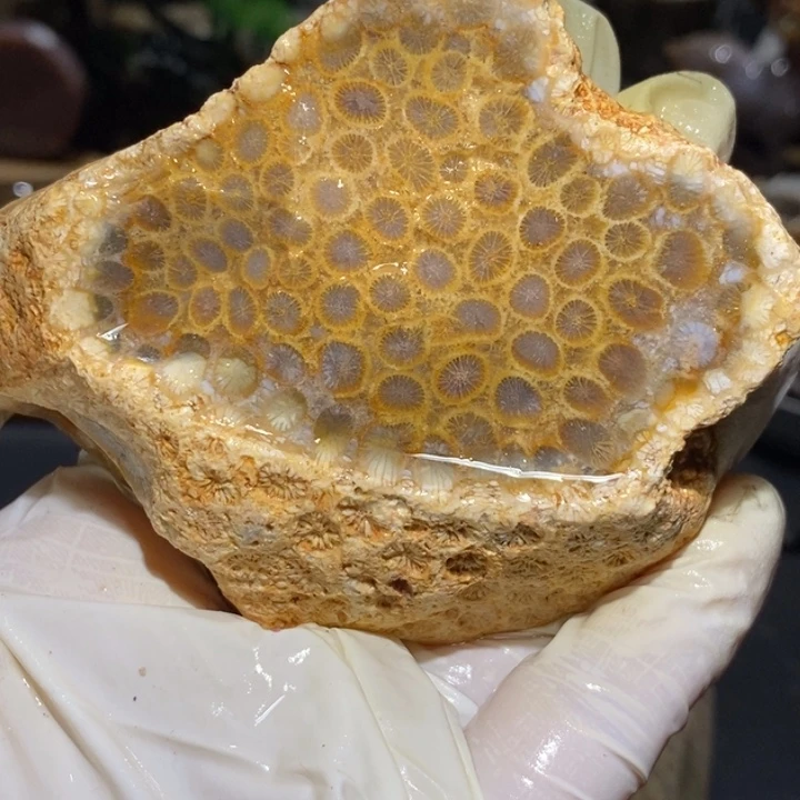 【闪购商品】未镶嵌珊瑚玉硅化玉