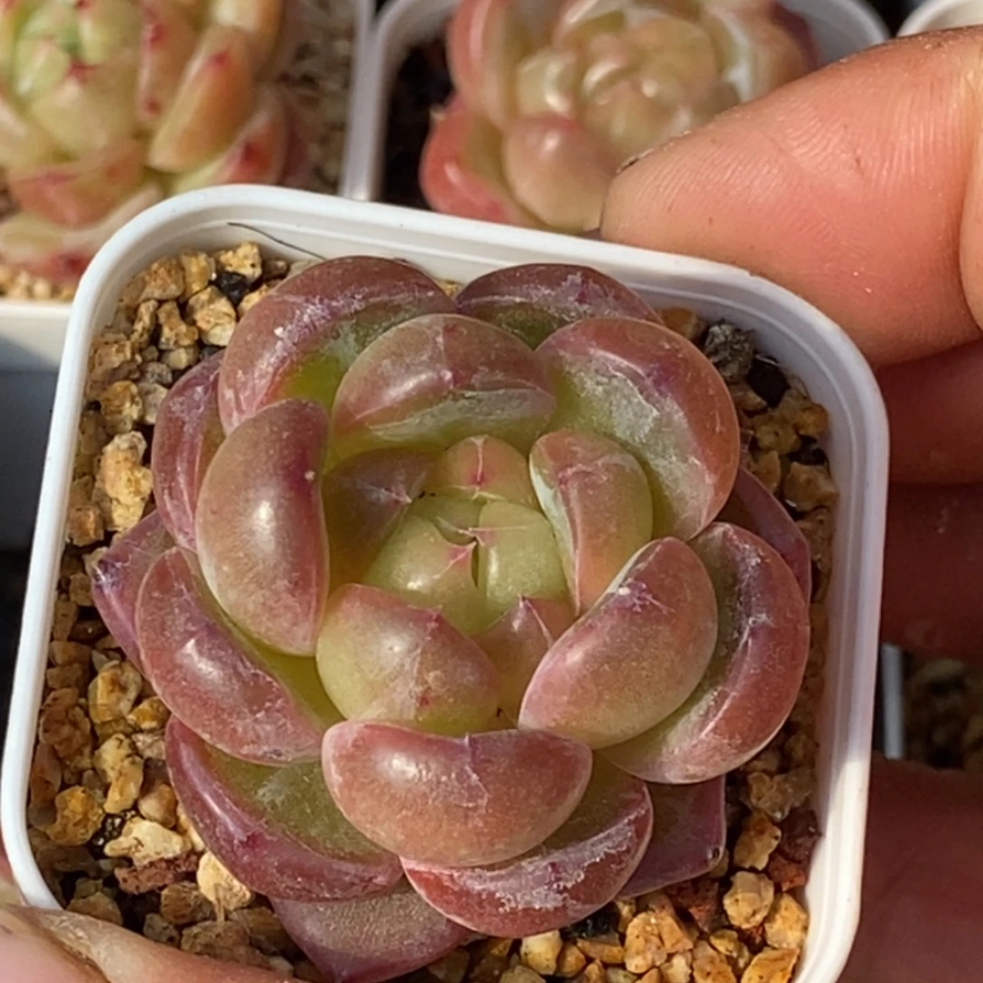 天官赐福百无禁忌