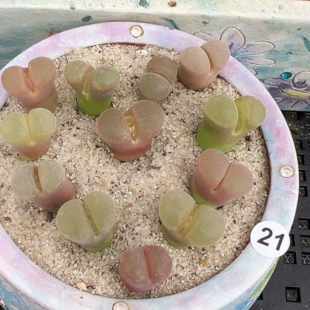 21号温巴德c10…………