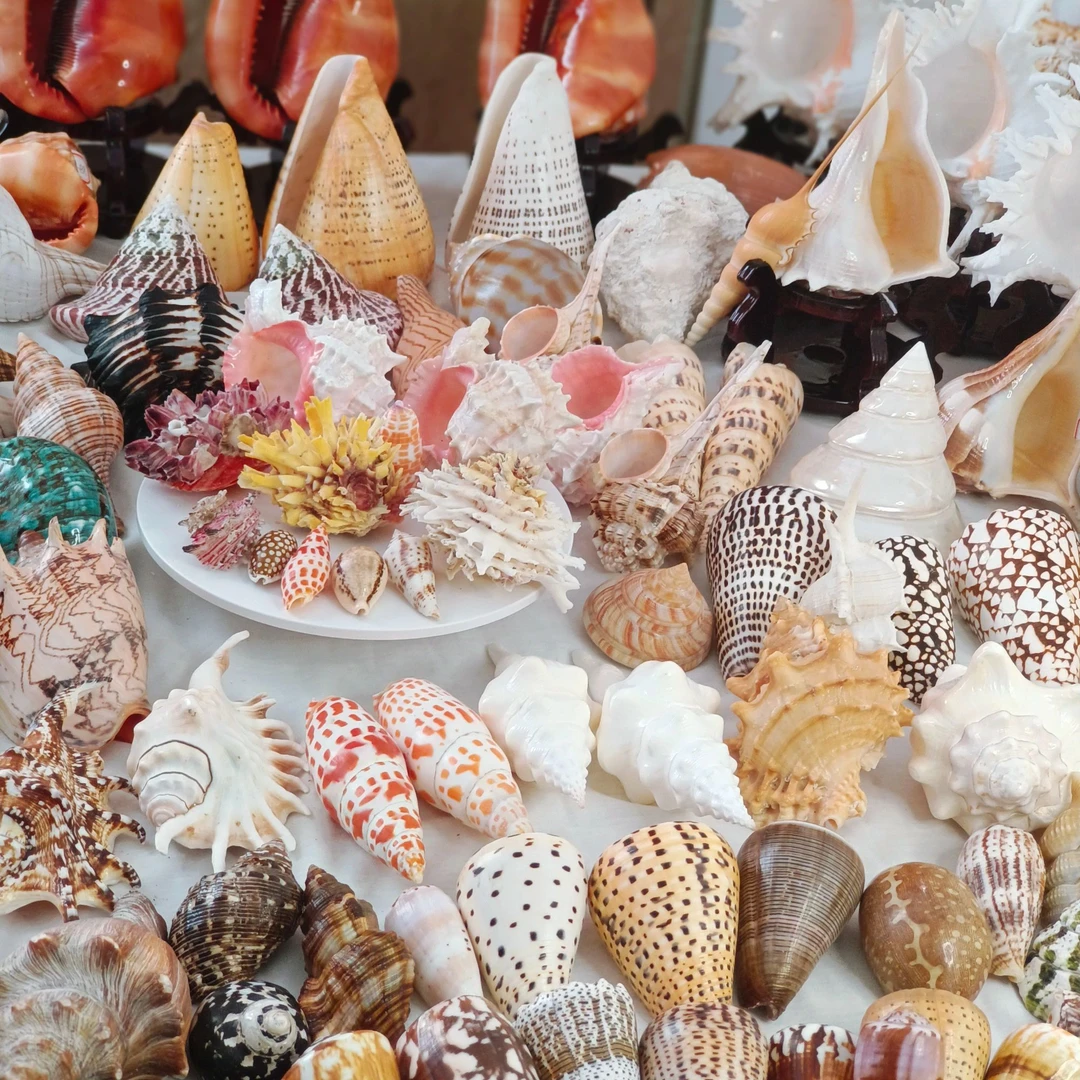 【专拍链接2】天然海螺贝壳标本摆件收藏 款式多多随意挑选