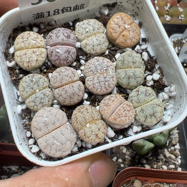 【闪购商品】 500。
