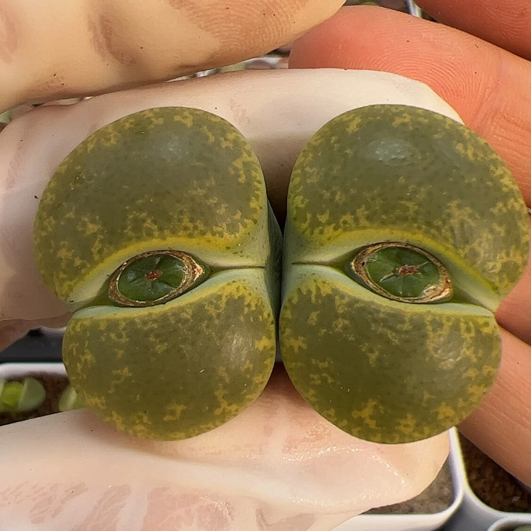 生石花多肉双头母本带种夹