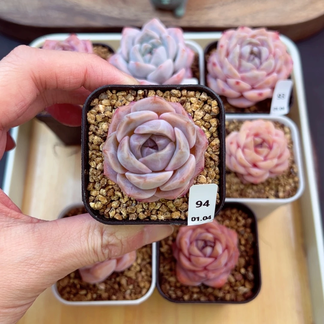 好好看94、哈哈哈哈