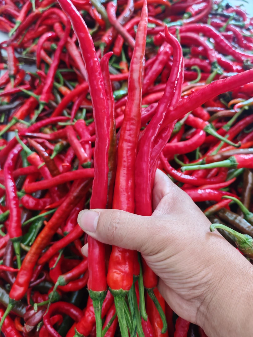 湖南农家自种新鲜红辣椒鲜辣椒青辣椒现摘可做剁椒泡椒辣椒酱