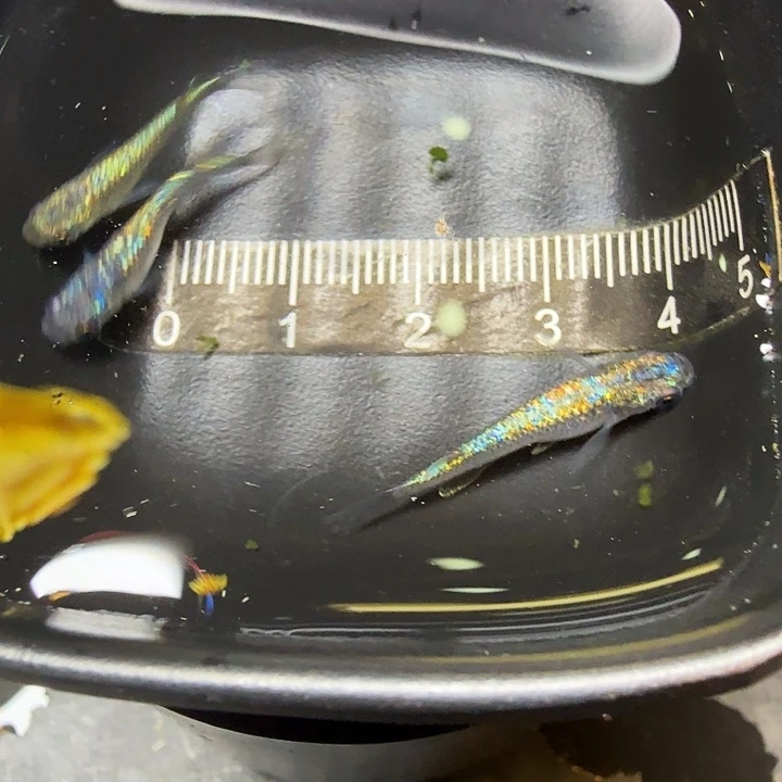 青鳉鱼5号拍品海王星