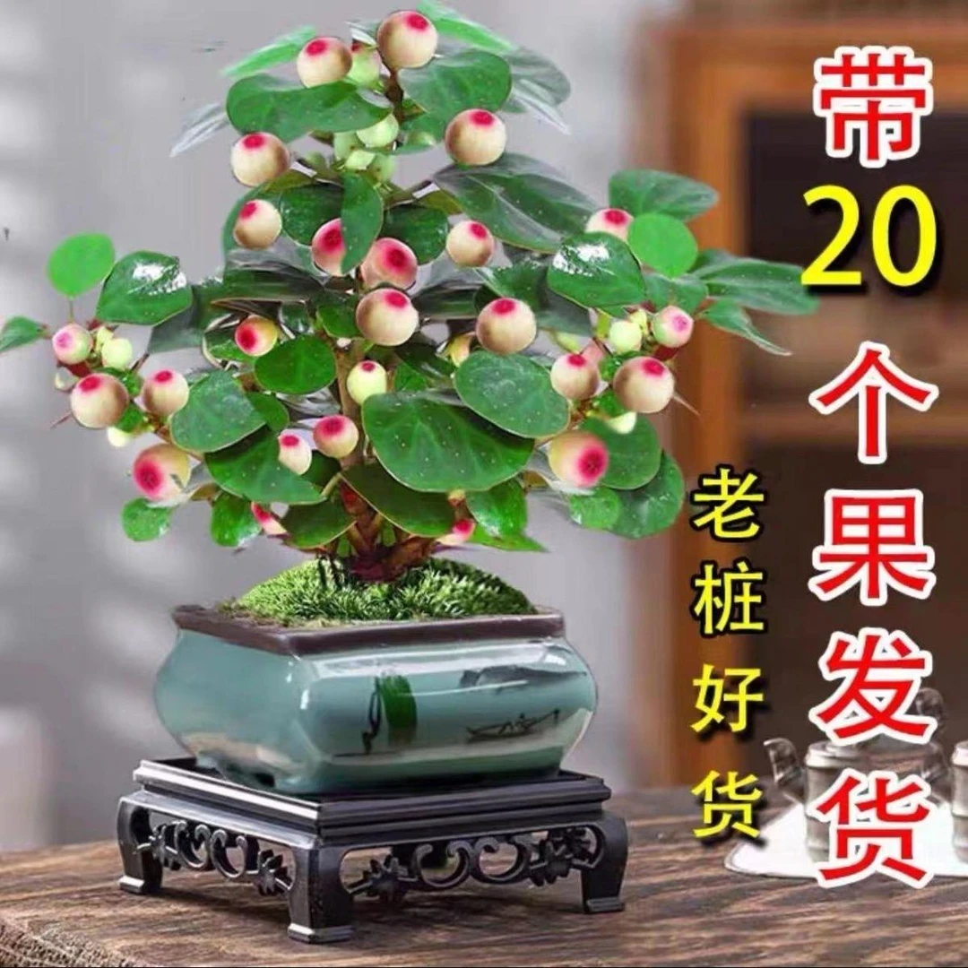 小盼菩提带果菩提树室内禅意盆景办公室茶桌办公桌面室内造型盆栽