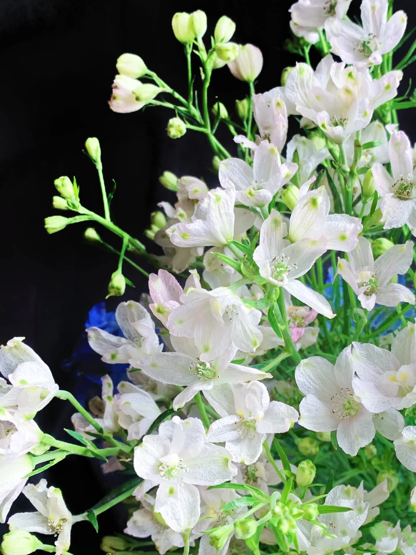 【买一送一】粉色小飞燕一把 天然花材 云南基地鲜花 家养水养