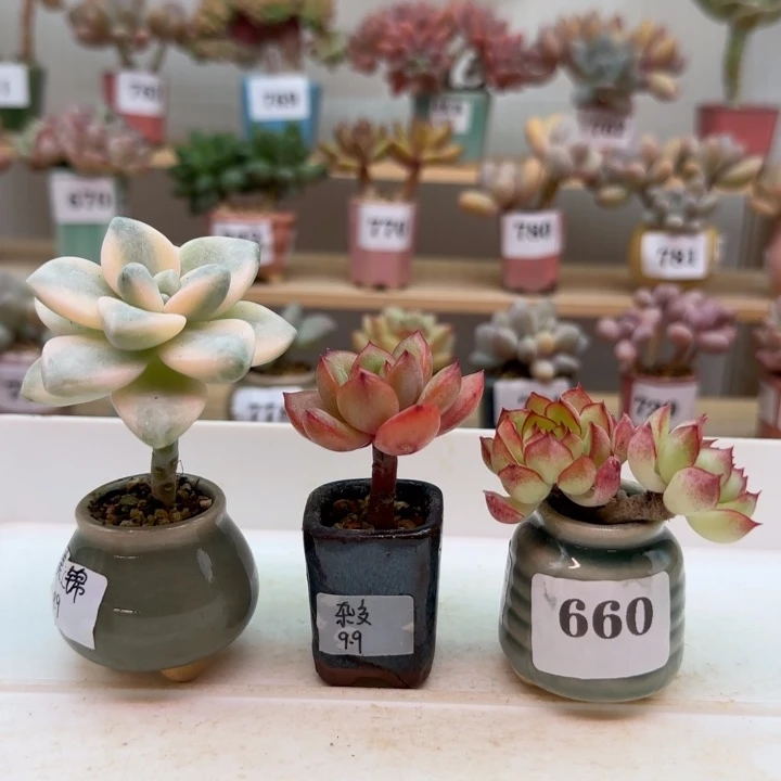 麦***兜专拍满38包邮（除新疆 西藏 内蒙）