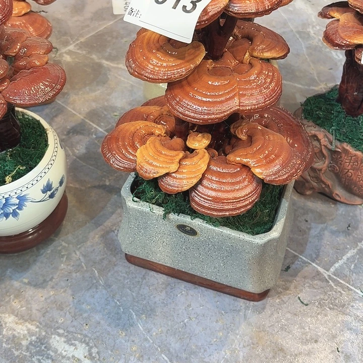 灵芝88888888885588888