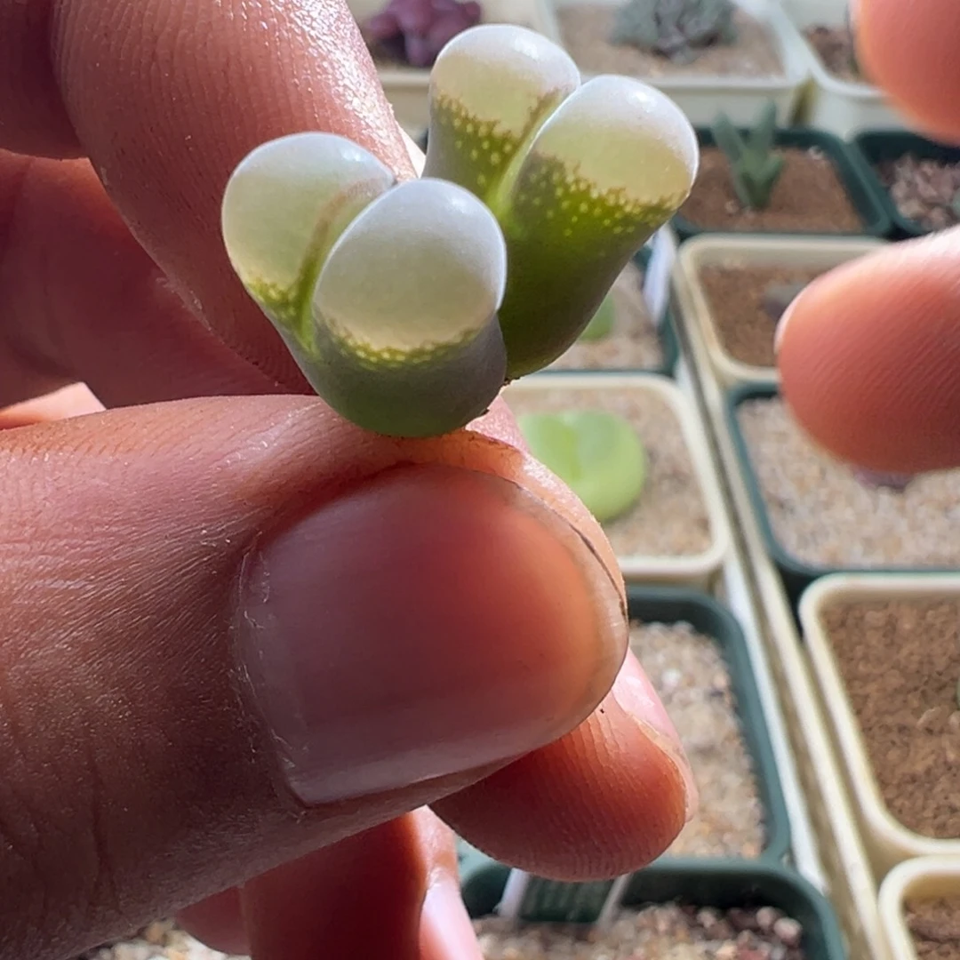 236青蛙优选b23双头2.5年