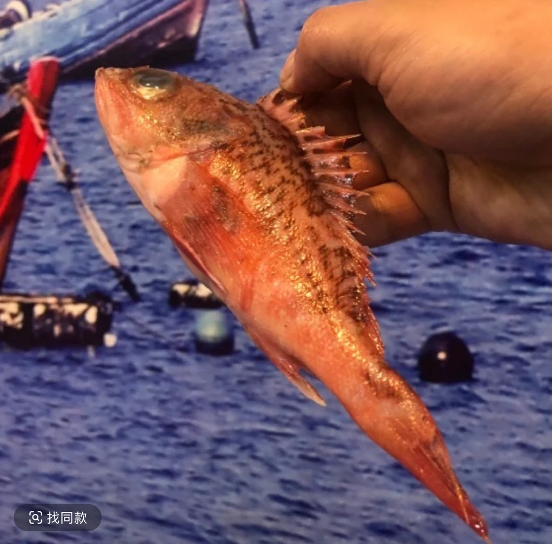 十九公鱼3斤（速冻发货）