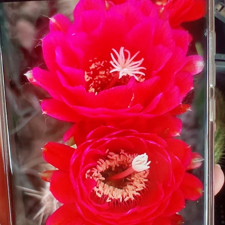 毛花柱樱桃红侧芽拍一发二