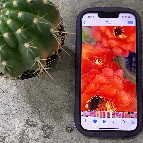 威尔刚仙人球，etuiopp