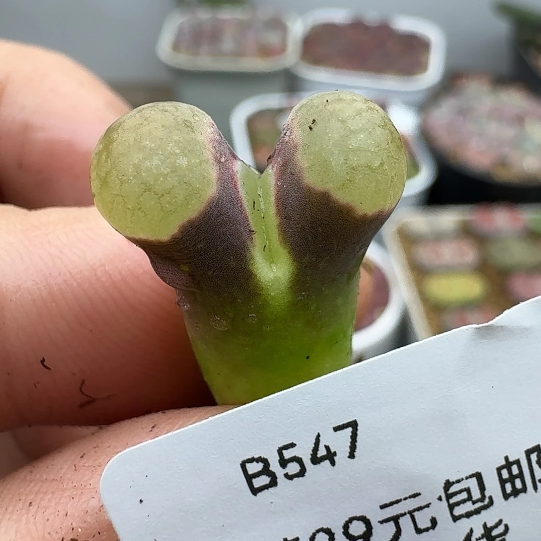 547多肉哈哈哈哈哈哈哈