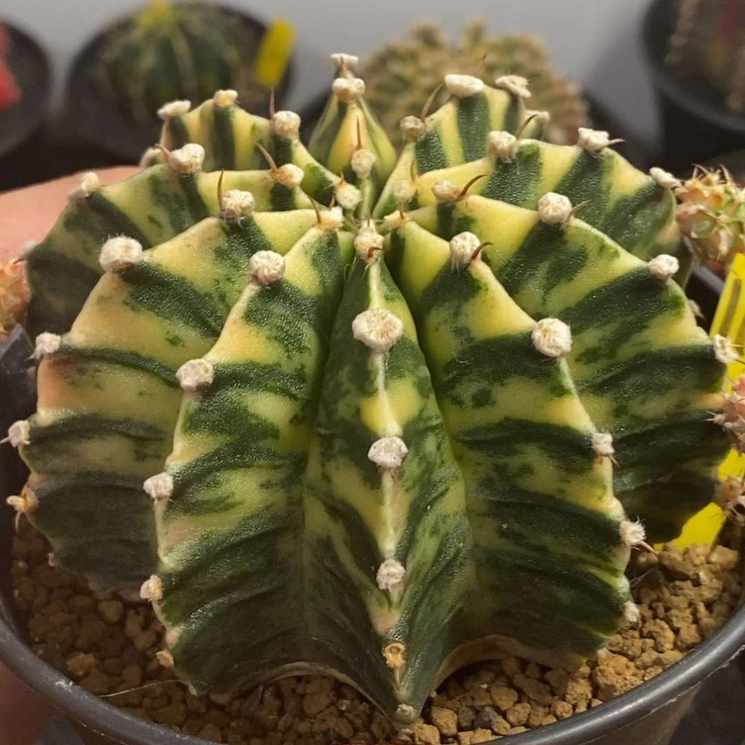 泰系全品肋骨锦—带盆土发货36