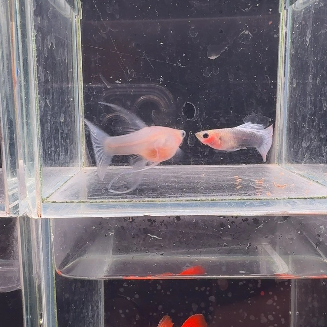 孔雀鱼蓝礼服玻璃猫大C1 d对