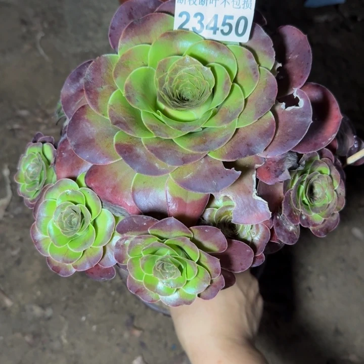 23450魅金玫瑰多肉