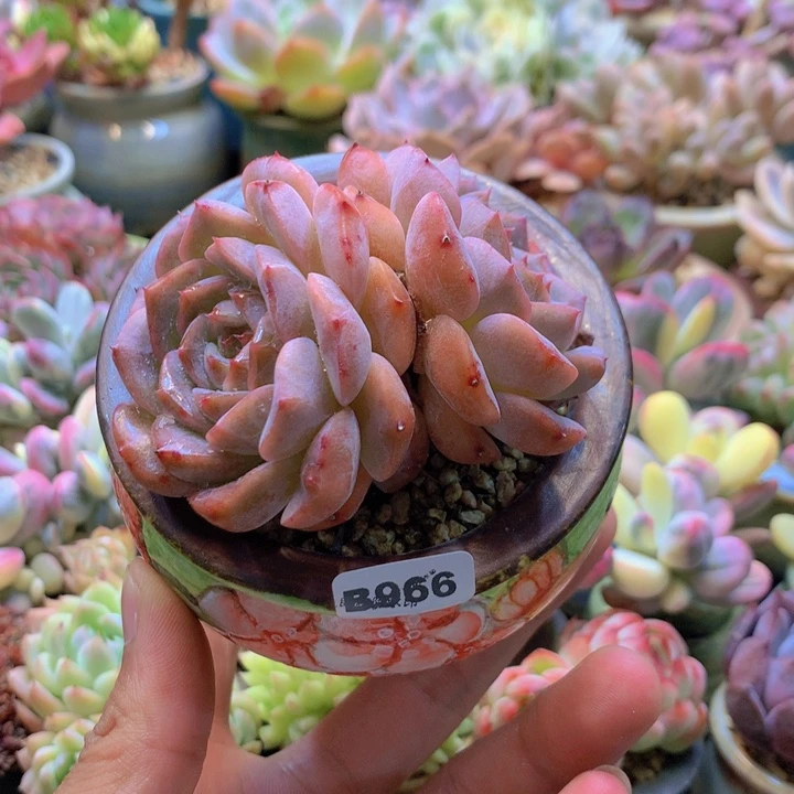 一物一拍含盆土满38包邮B966