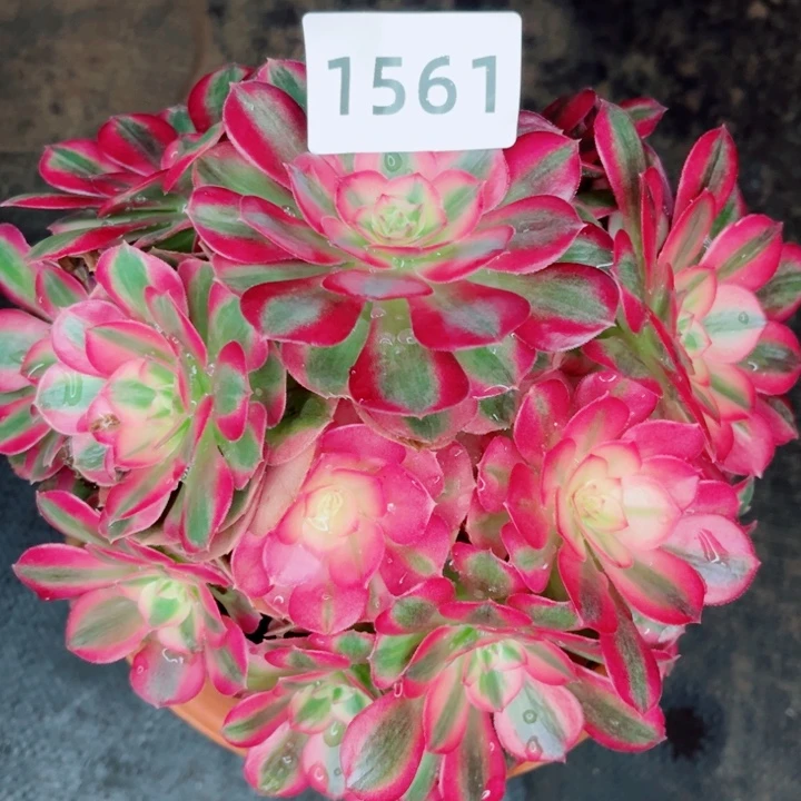 倾城多肉发货发货