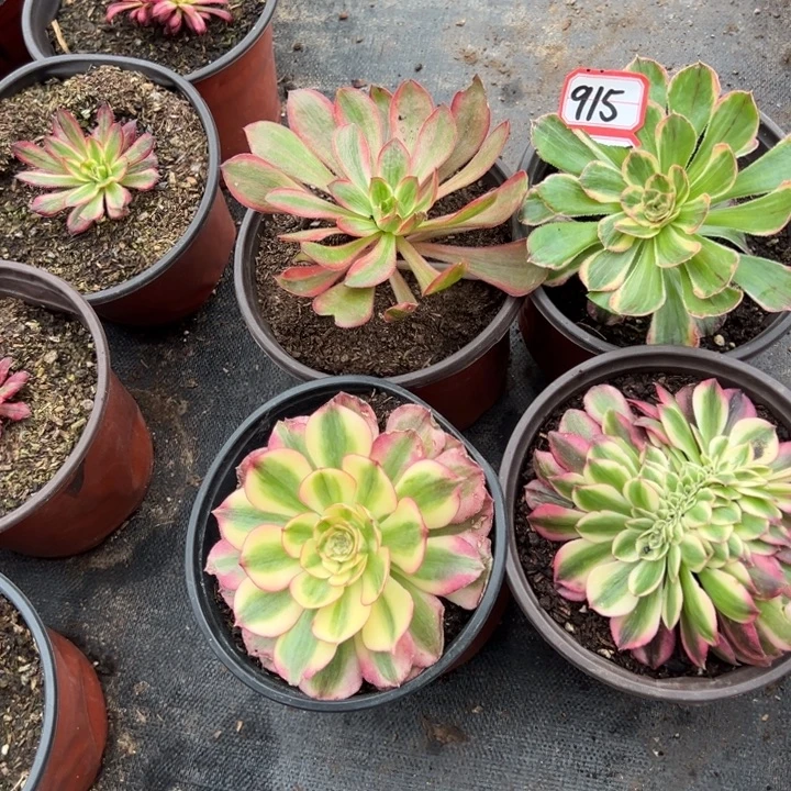 多肉植物915不售后