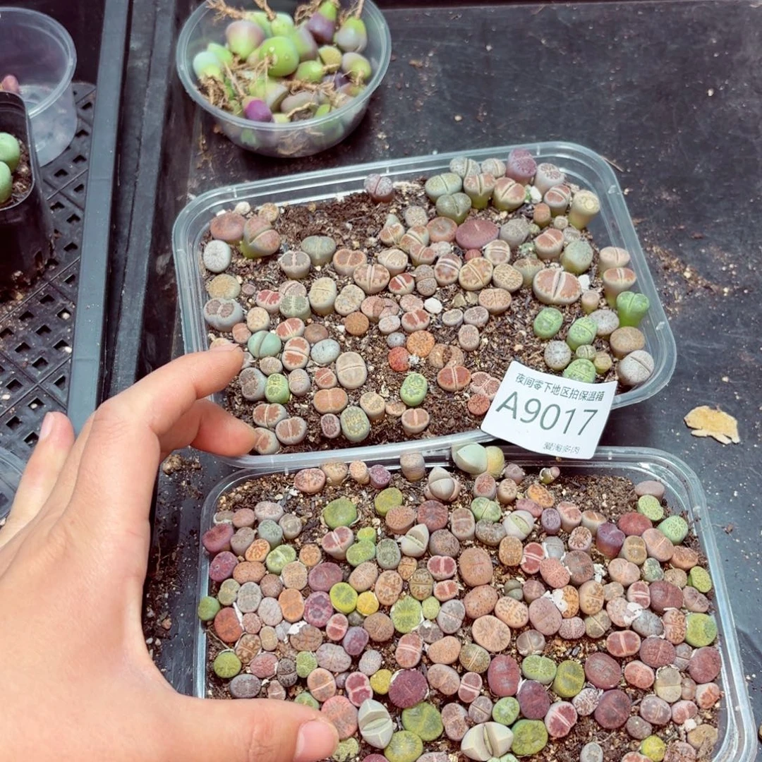 9017–-零下地区需拍保温箱