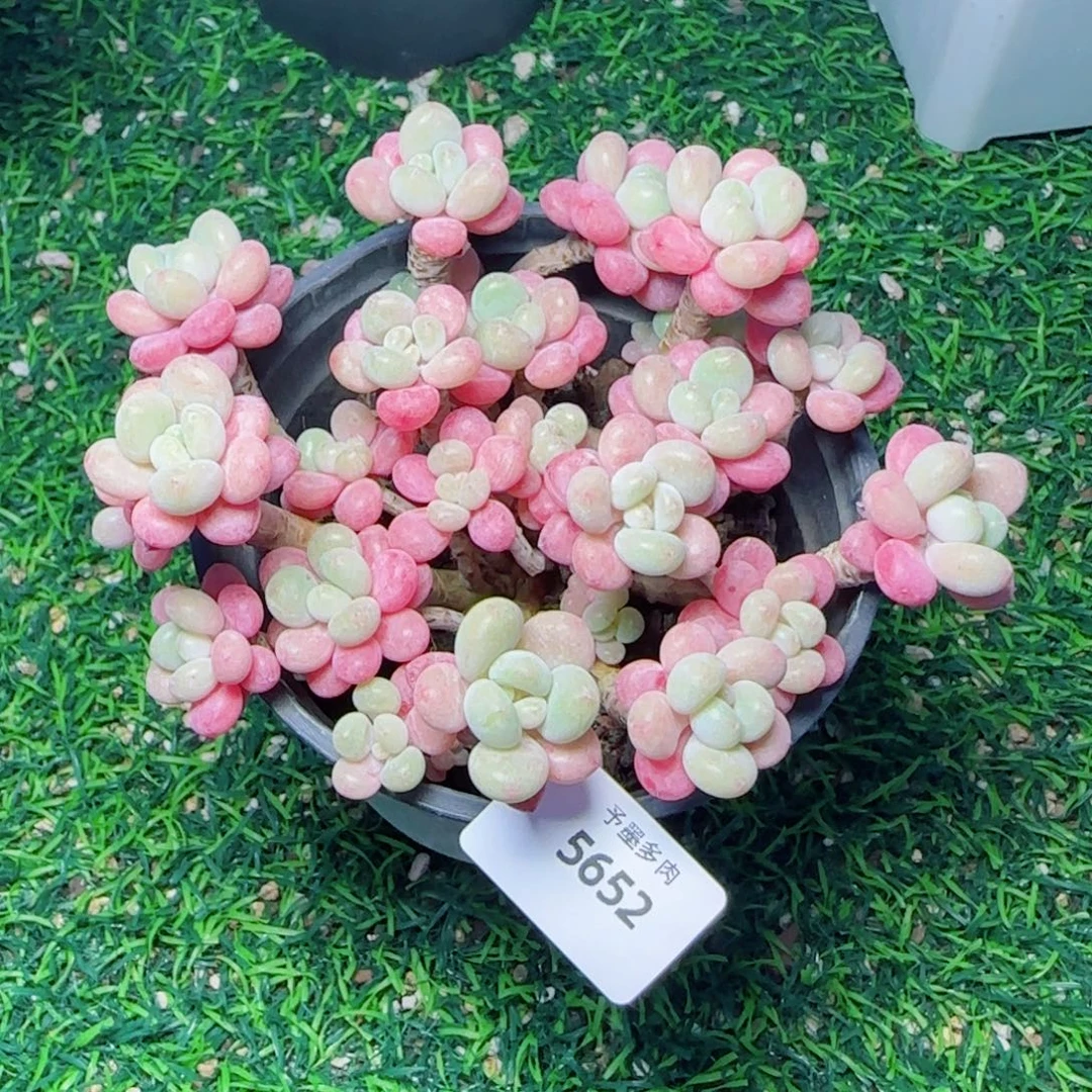 鱼子酱无砍，5652多肉植物