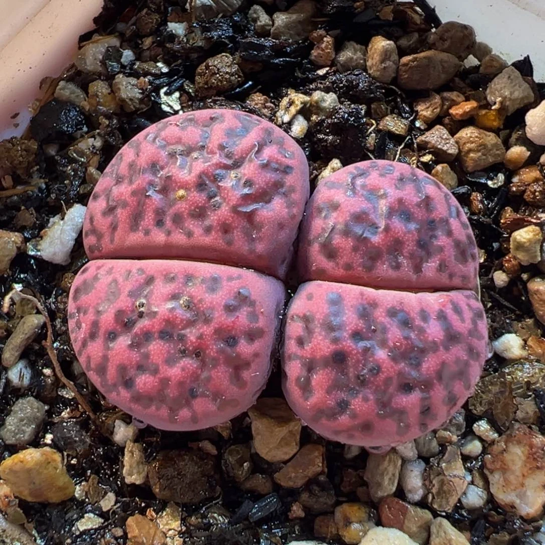 852多肉植物种类多样