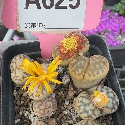 625在中央音乐学院营业执照