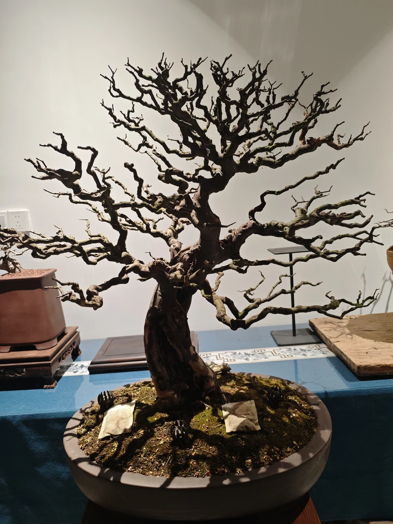 高档盆景一物一拍室内绿植盆栽