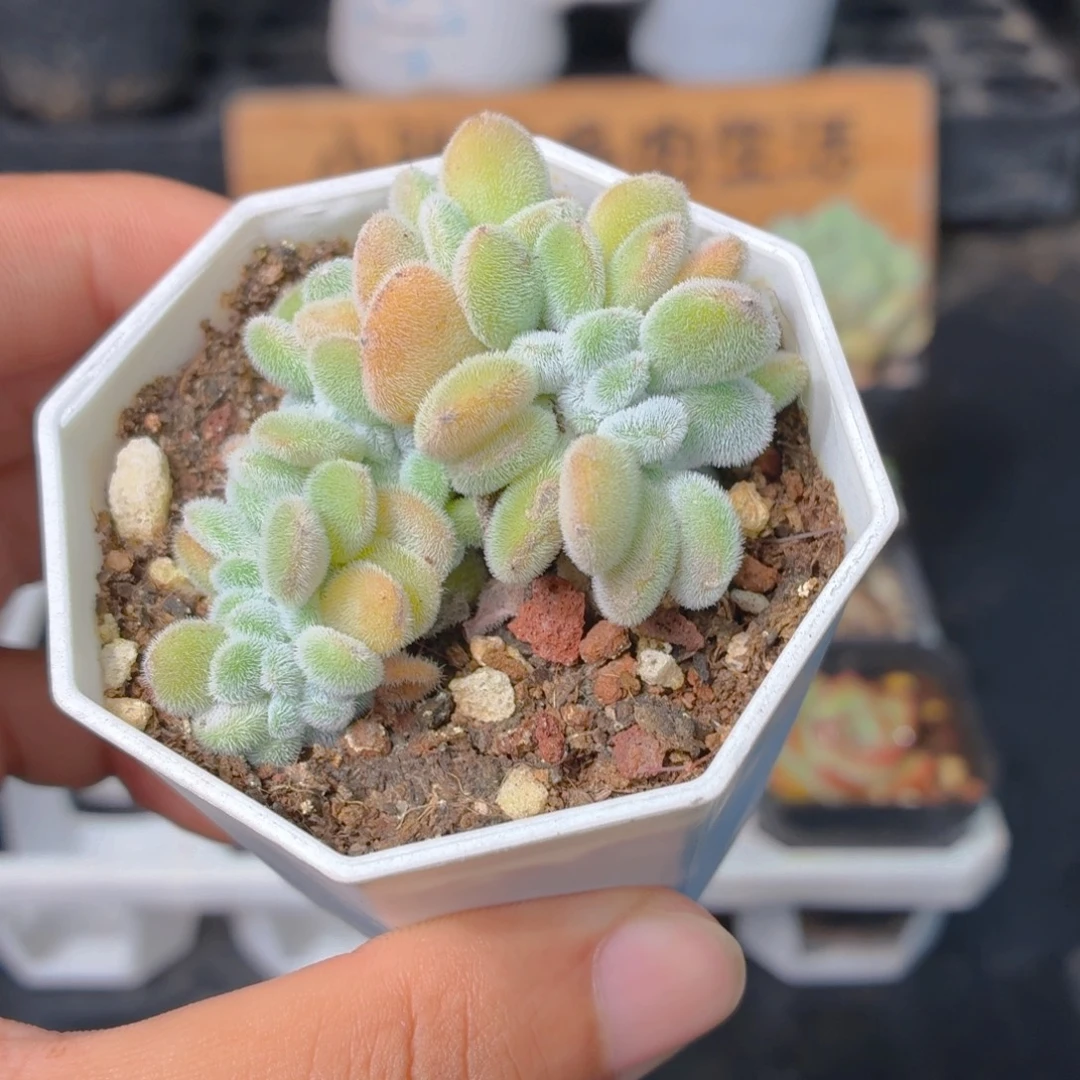 雪晃星缀化多肉9.9包邮发货