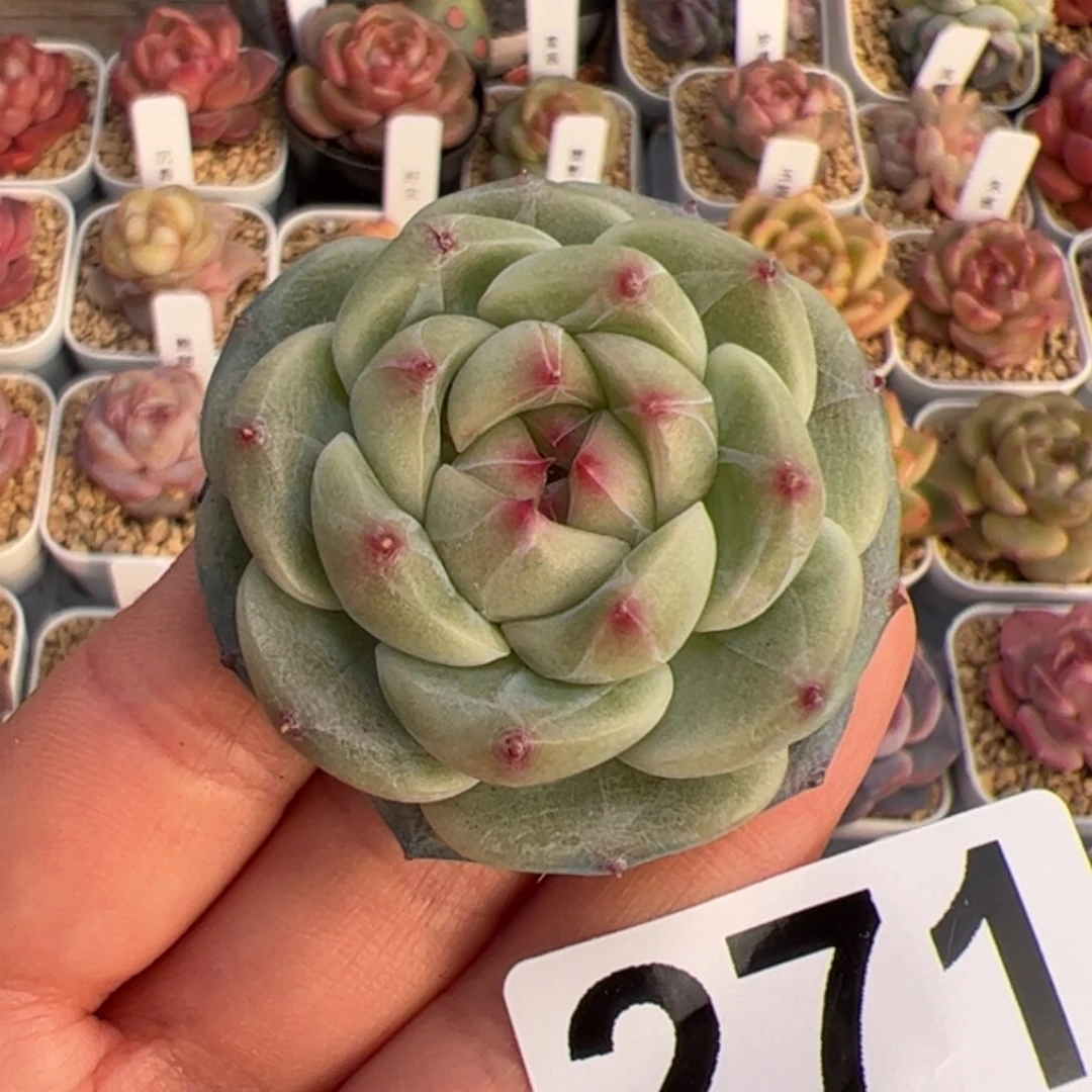 仰***光271 多肉植物组合