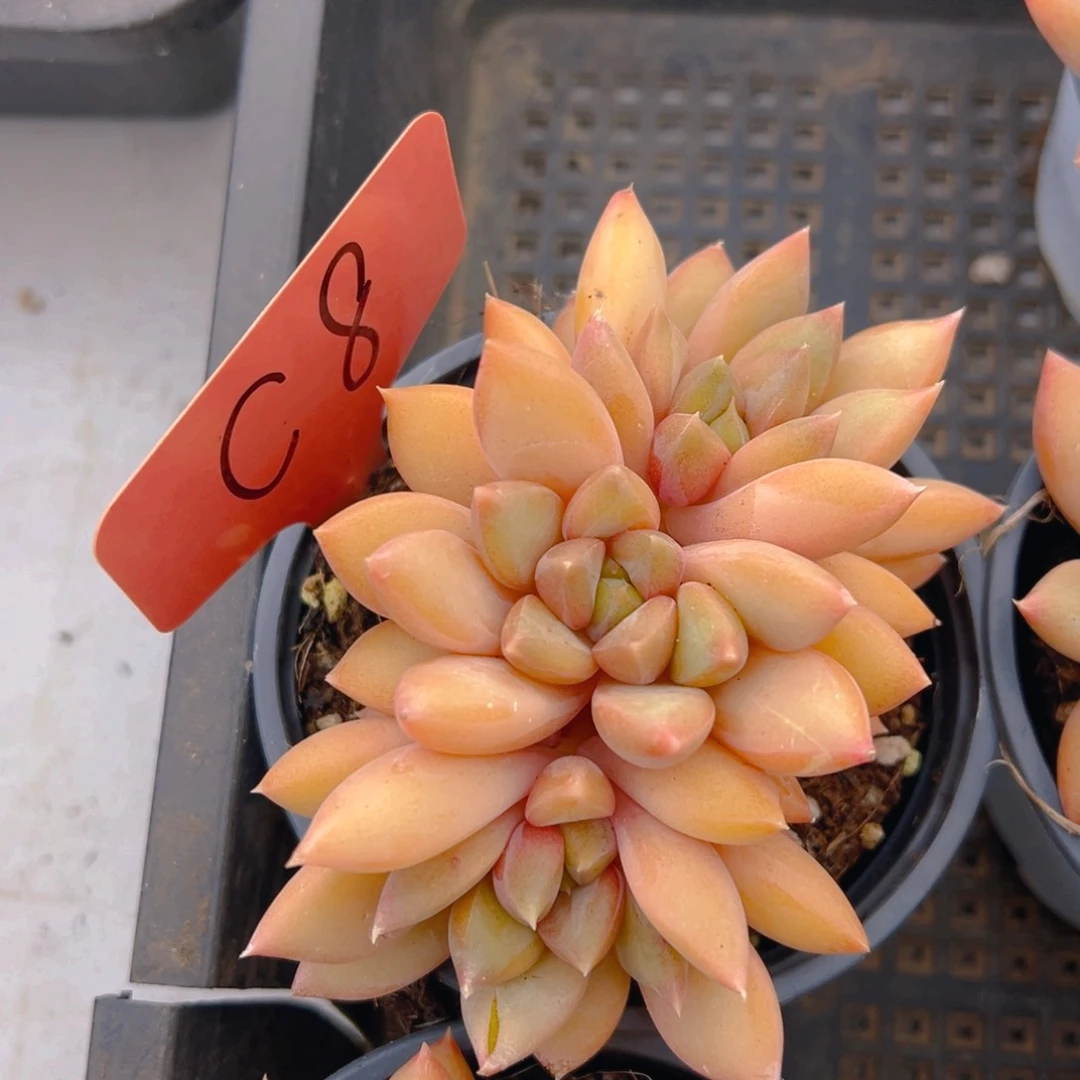 福利来了来了来了来啦来