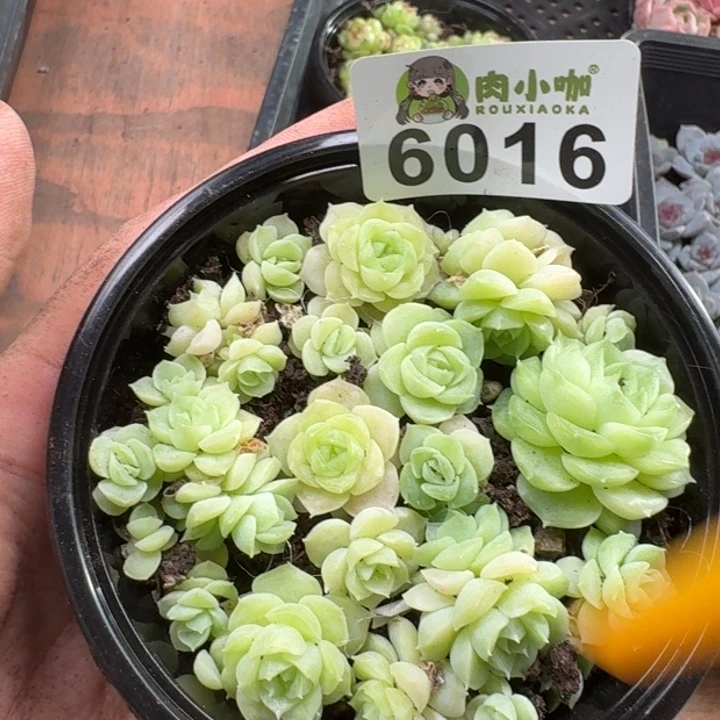 多肉植物多肉植物