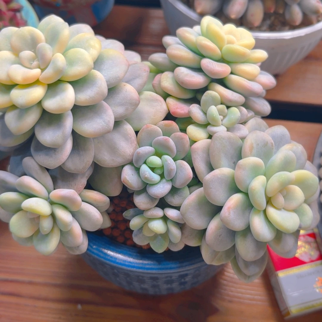 洛神锦1636:773738999