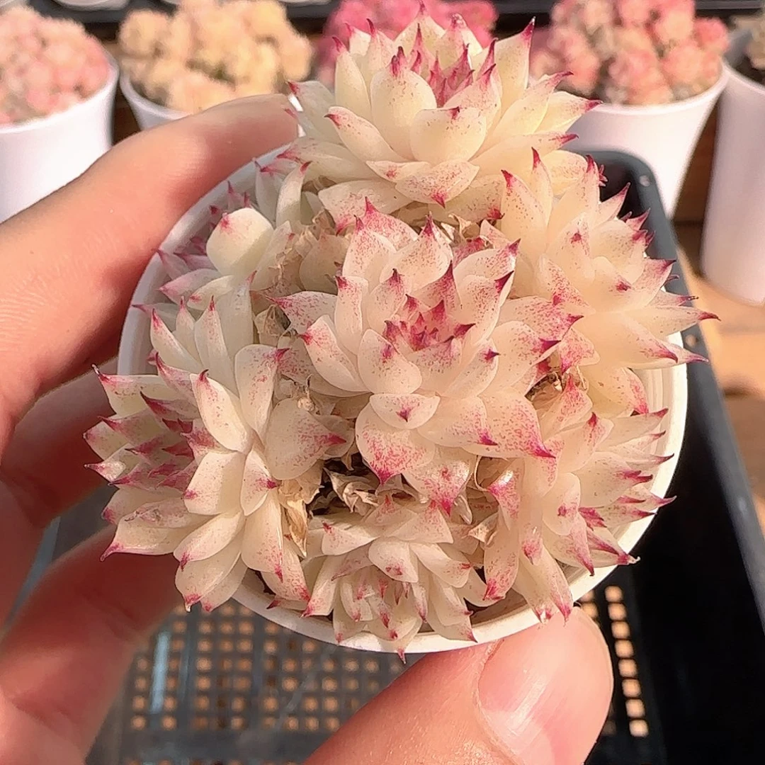 多肉1214-226小魔仙