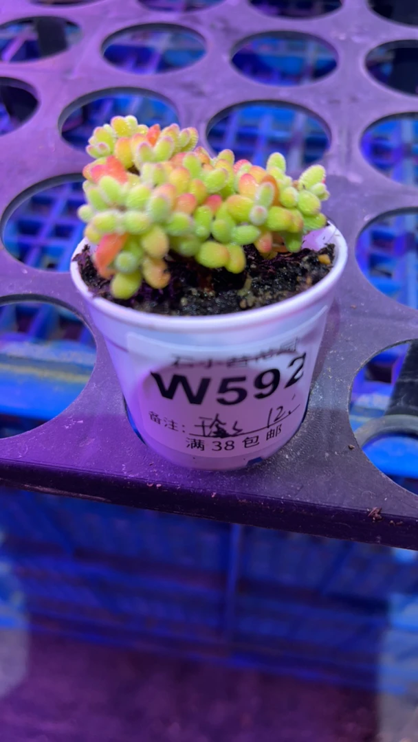 玲姐-金桔-多肉植物枝干番杏