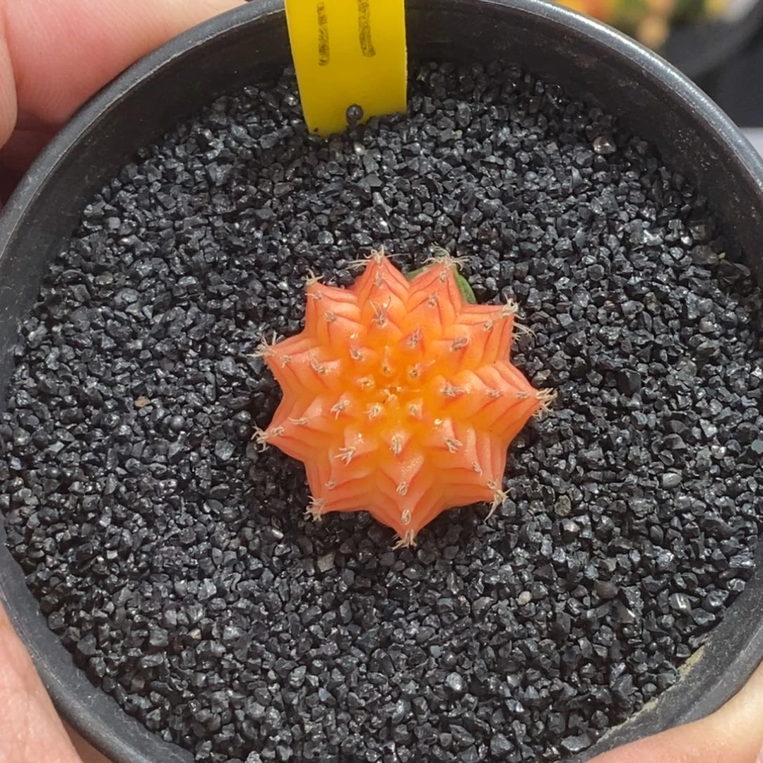 精品米哈—脱土发货28